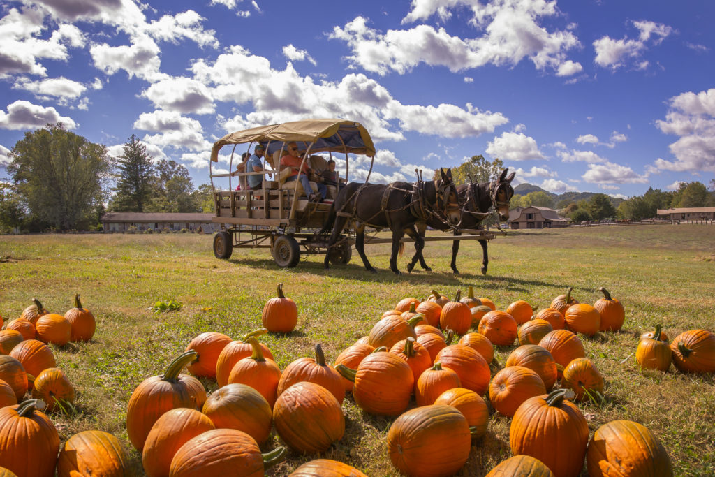 Rabun County pumpkin patch